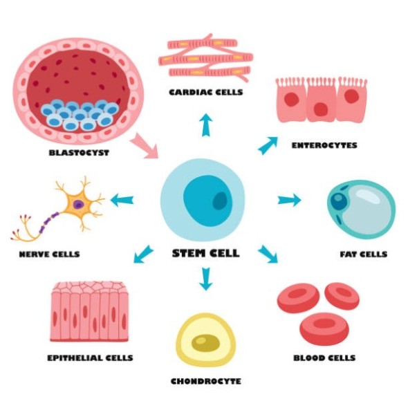 Stem Cell Therapy Tampa