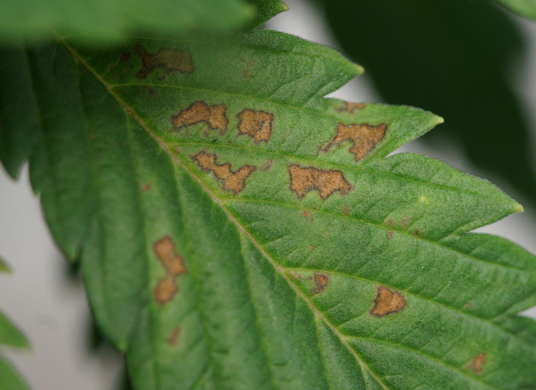 Day50-leafspots