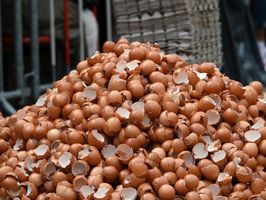 В Индонезии уничтожат 10 млн инкубационных яиц из-за переизбытка кур