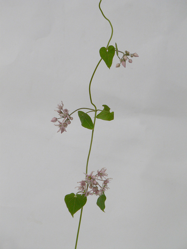 P1130491-1... (1024)