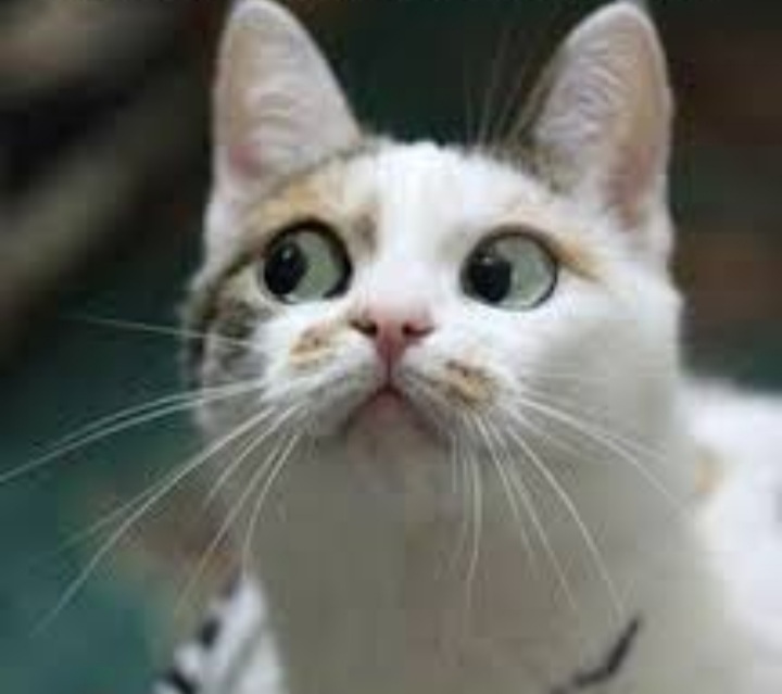 Screenshot_20220912-162209_Chrome