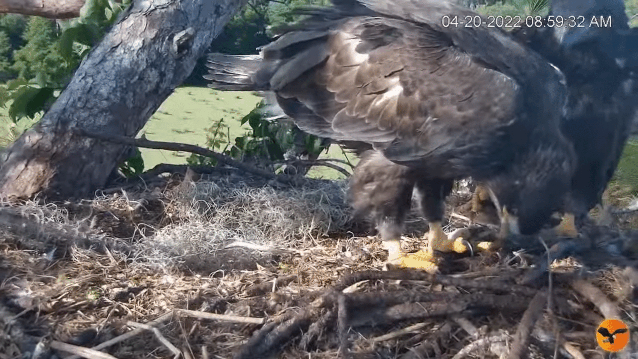 Webp.net-gifmaker (7)