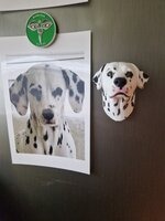 Pet keepsake customer photo