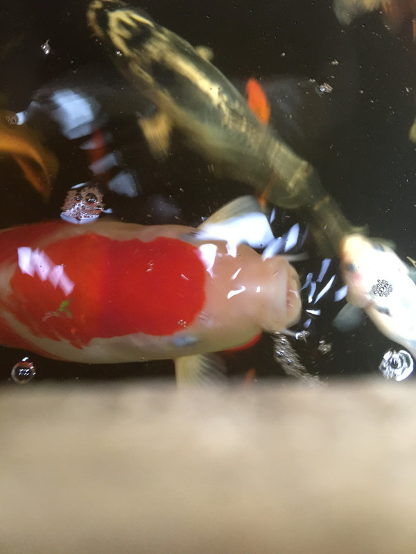 0515412E-393B-4030-962A-6EFE375A0DD1