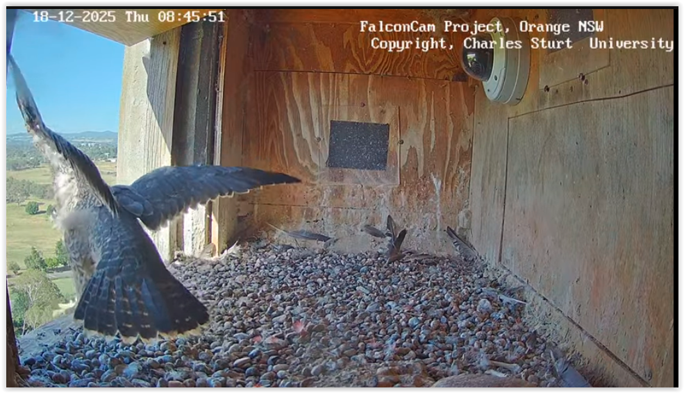 Screen Shot 12 18 25 at 08 14 AM