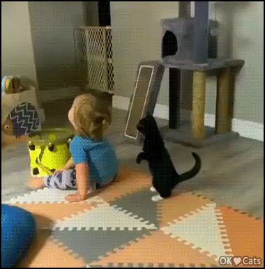 Funny-Kitten-GIF-Attack-retreat-Hilarious-fearful-kitty-vs-little-kid-cat-gifs-com.gif