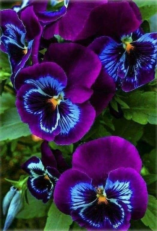 floralpurple.jpg