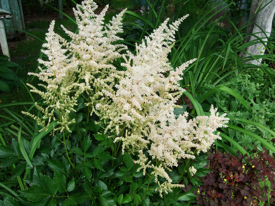 астильба белая 1