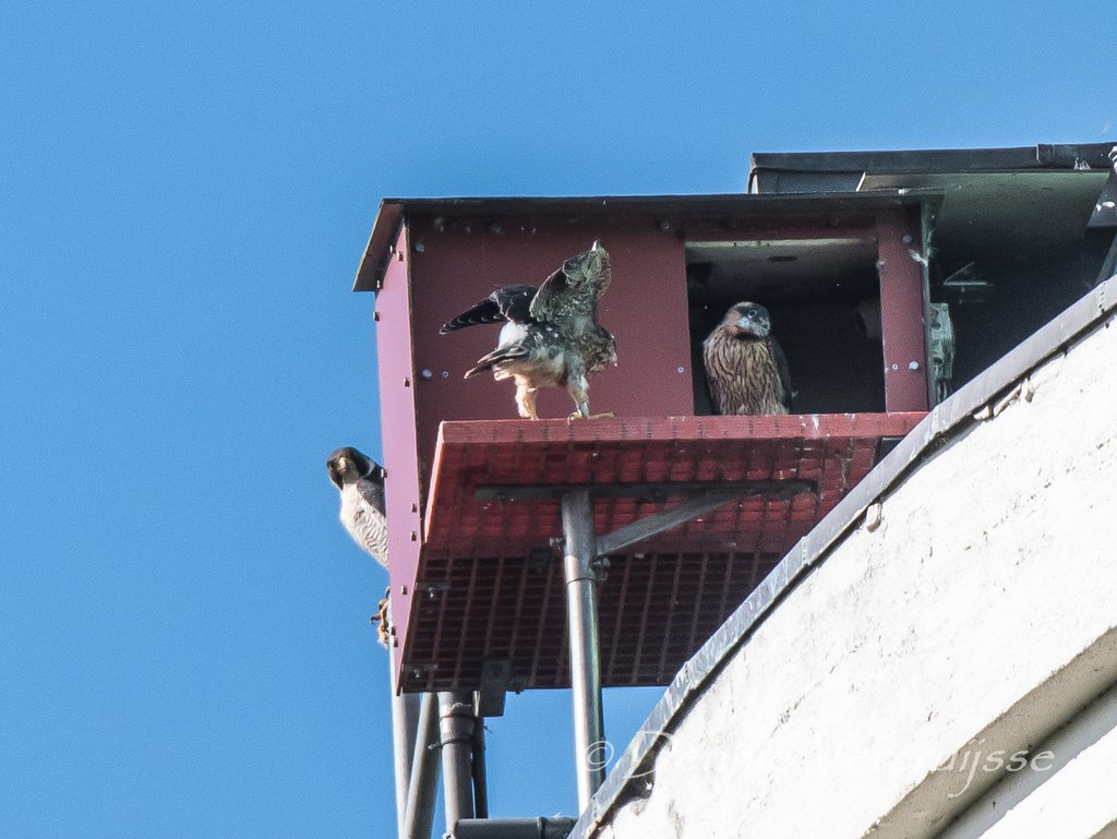 Foto's 2021 - Pagina 6 Sv1805b