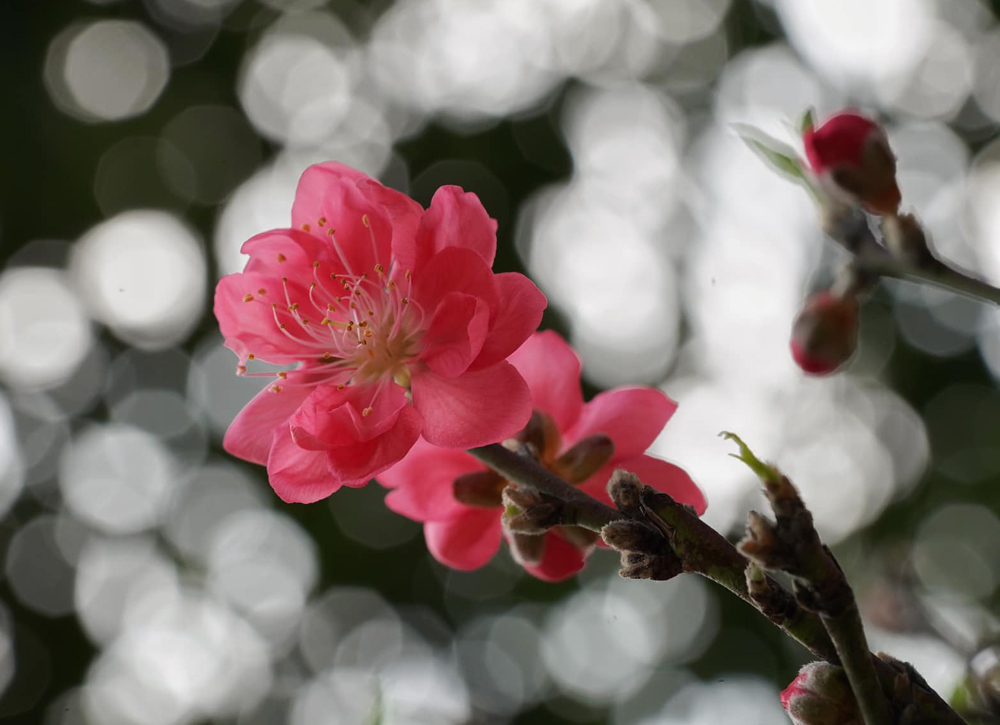 [Image: 420941571-2102638283436410-7878665317159770228-n.jpg]