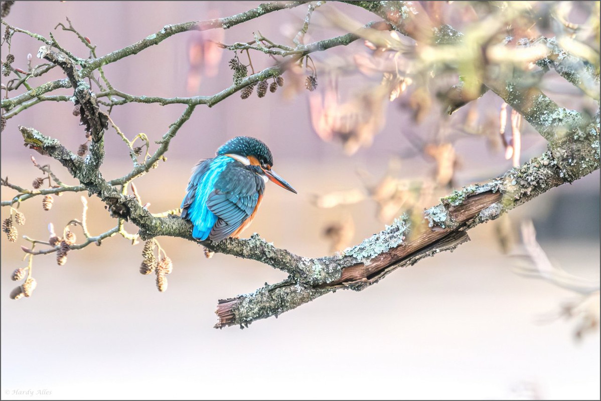 XT5A1152-Verbessert-RR 2025 DFHJanuar  LR ERWZ FB