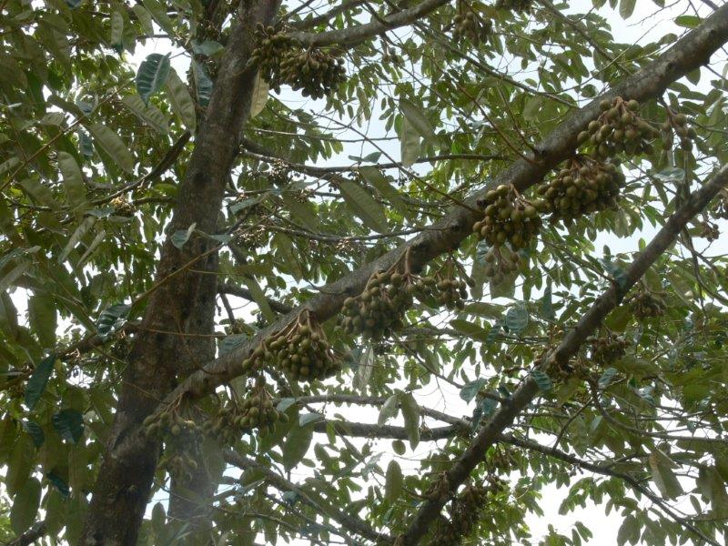 Durian