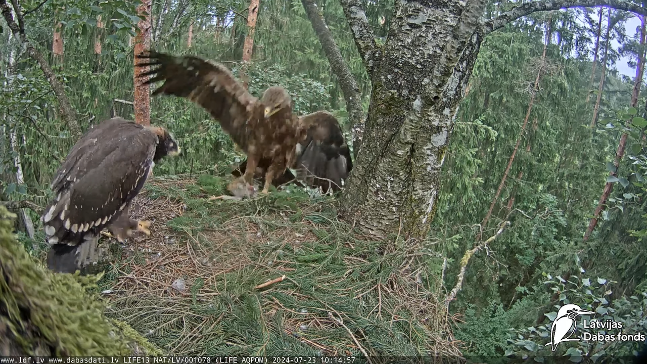 Mazais ērglis (Clanga pomarina), ligzda bērzā - LDF tiešraide 12-16-52 screenshot