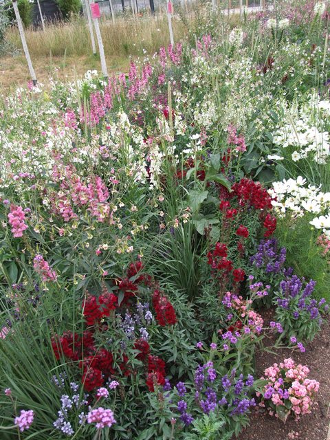 BUGA 23: Blumenbeet mit etwas zu wenig Farbenpracht