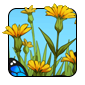 butterflies-II1.png