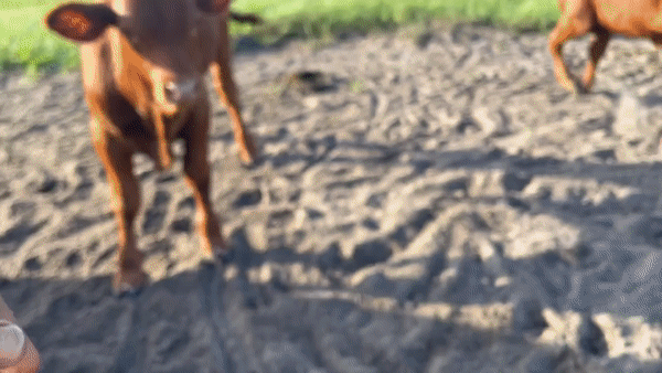 41-E9457-D-3-A5-D-4593-B1-D0-78-E2-E43-A1-C8-F.gif