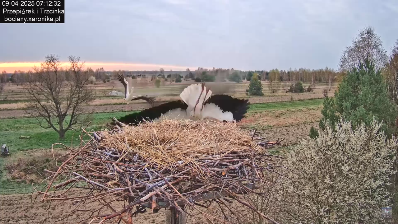 09042025bociany_4