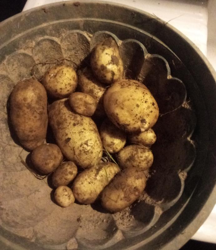 2024-11-17-patates.jpg