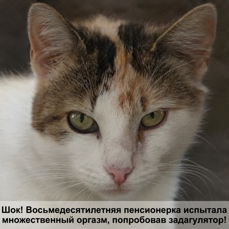 сибирская кошка окрасы