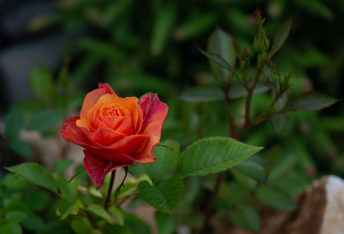 IMG-b4587dd80c7656edbe94343d8b560a9c-V
