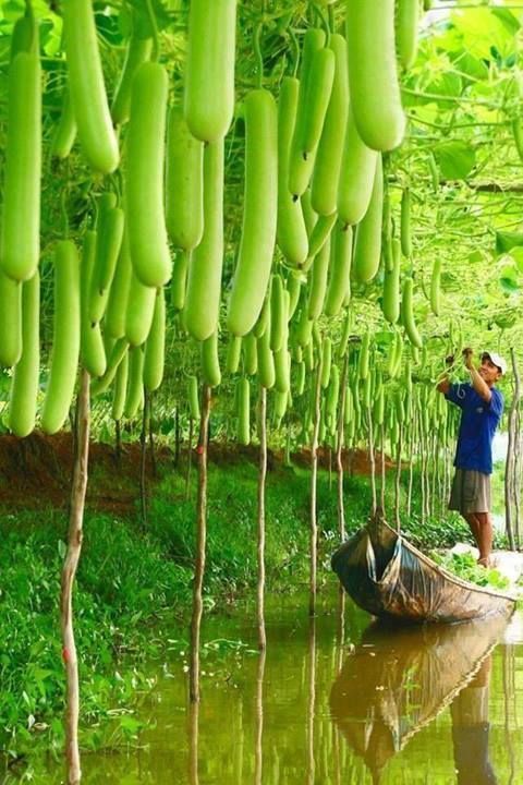 greenvietnam.jpg