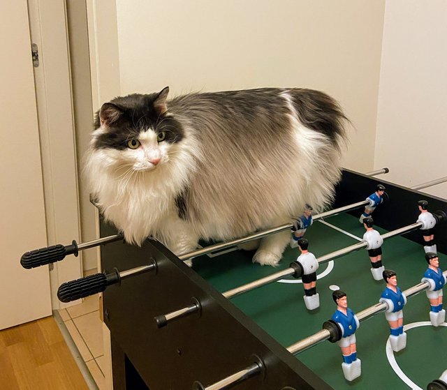 6-C3-CDC33-DC40-4-ED1-9-D92-31-CE2-FA61-