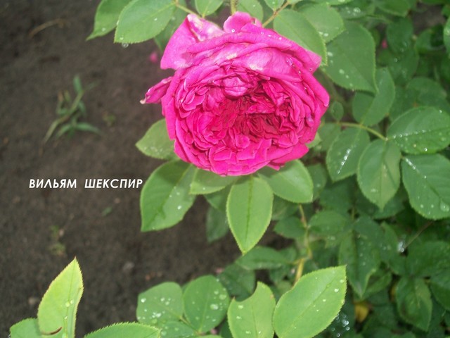 100_1883