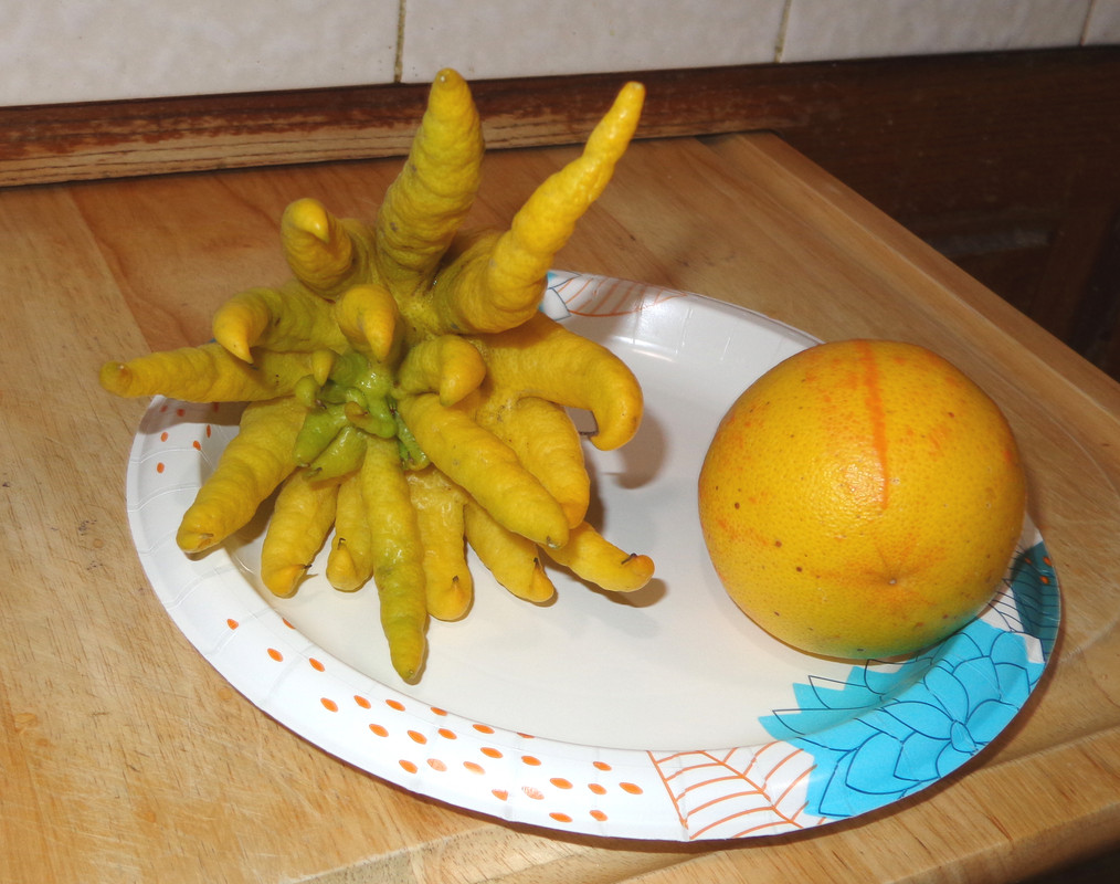 Buddhas_Hand-pic3