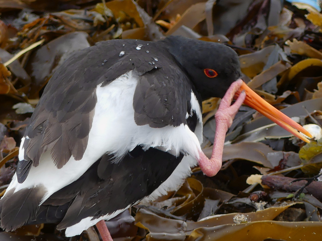 OYSTERCATCHER on EGGS 13 110624