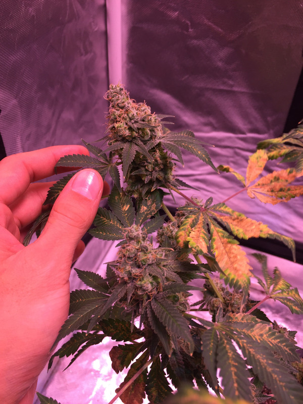 A7D0A5D3-1923-4A38-89DA-8F4C553EEC00