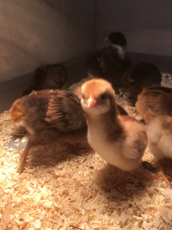 74A56296-7C80-437B-8F79-A9610DA158B2