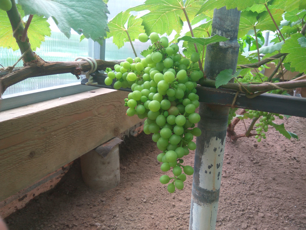 Эстер (R-65)(фото от 11.07.2018)..