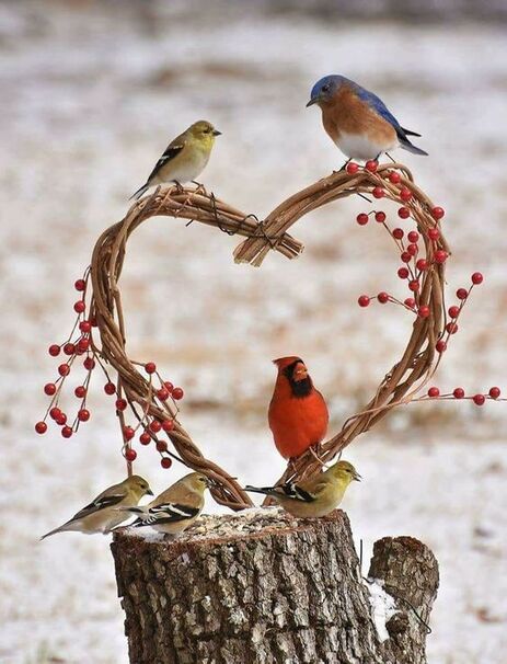 Birds_Heart