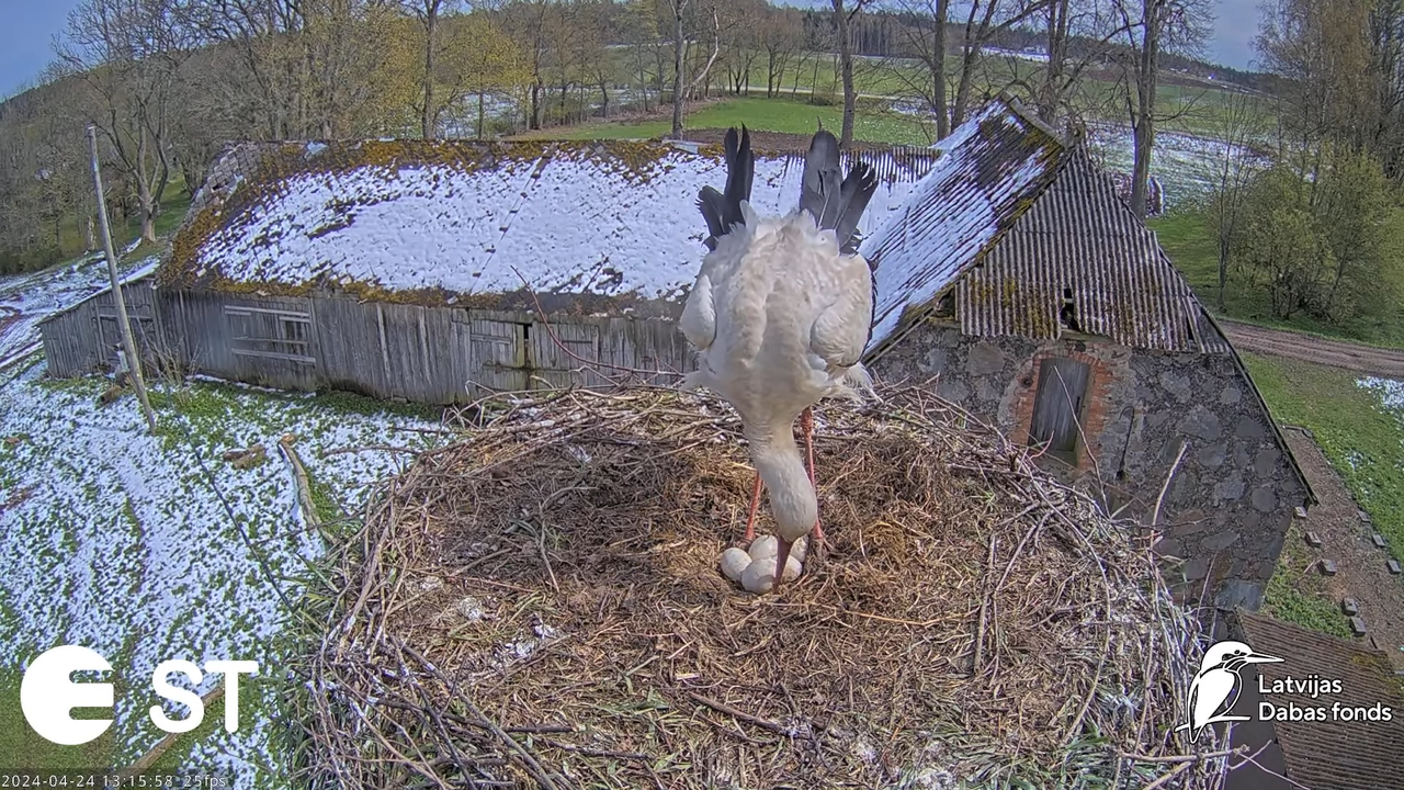 Baltie stārķi (Ciconia ciconia) Tukuma novadā - LDF tiešraide __ White storks in Tukums, Latvia 9-0-