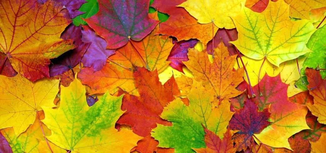 automne