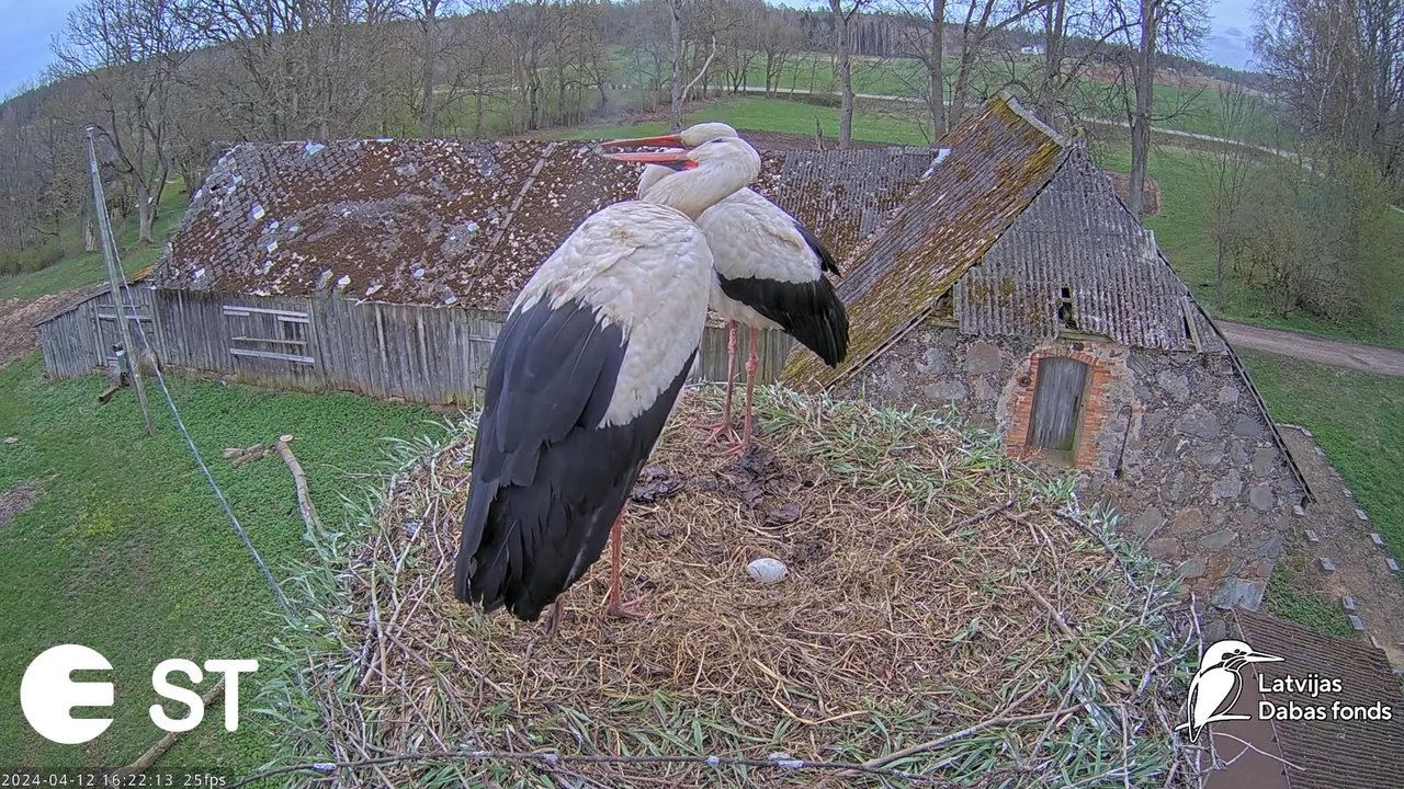 Baltie stārķi (Ciconia ciconia) Tukuma novadā - LDF tiešraide __ White storks in Tukums, Latvia 12-2
