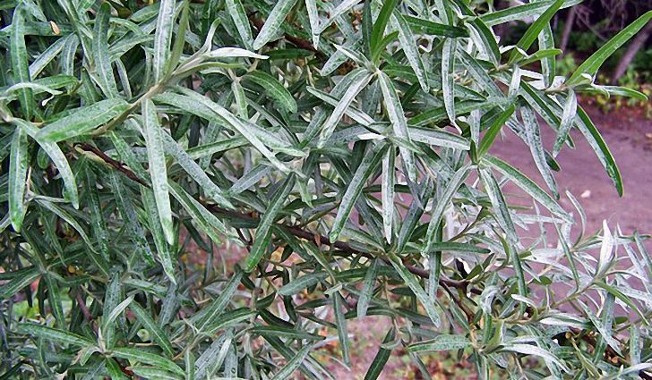 лист облепихи