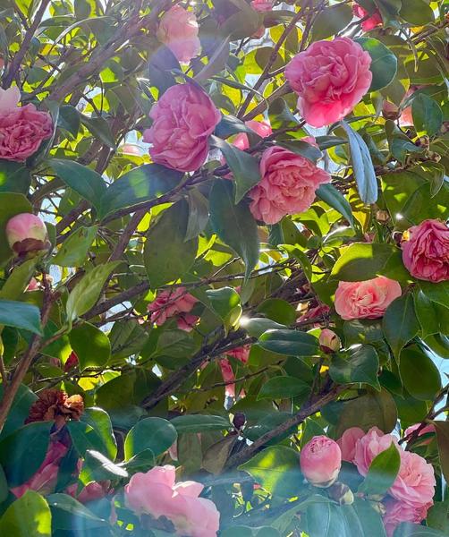 [Image: IMG_3109.jpg]