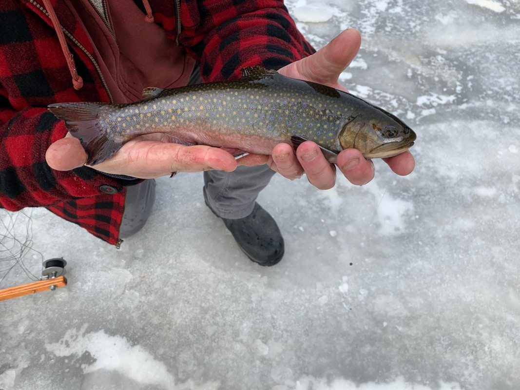 trout