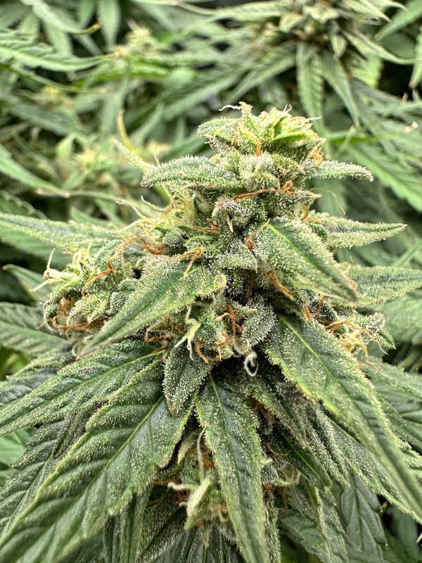 F608ED05-00A5-4EBF-A6DB-AE2BFDC1D75B