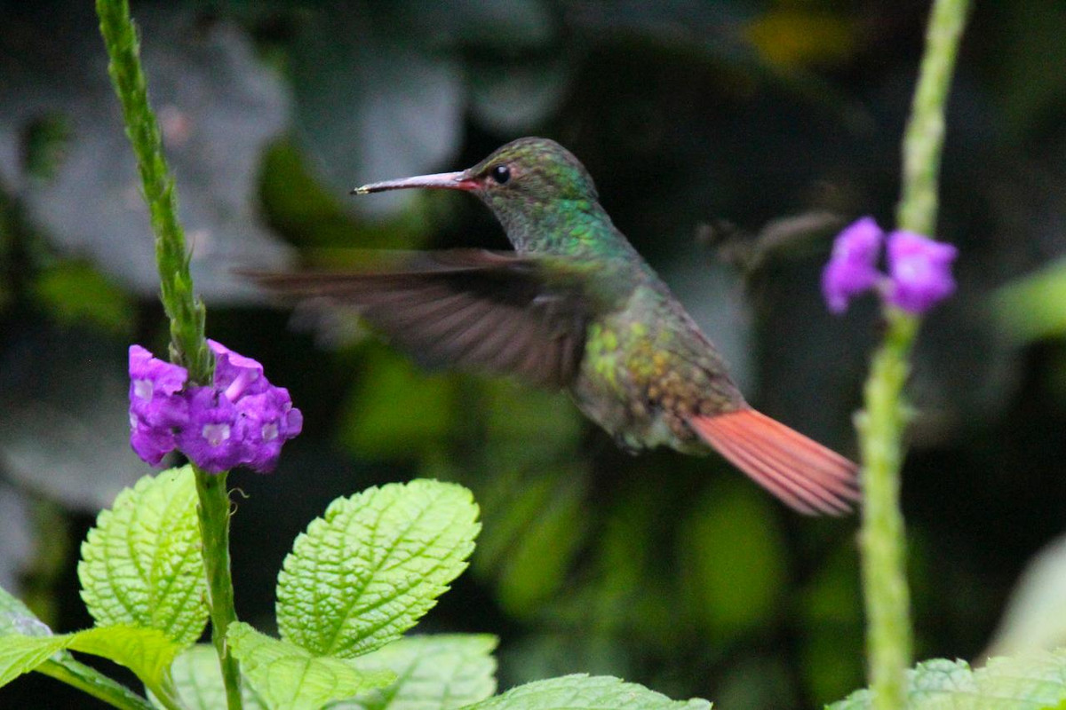 DE TORTUGAS Y PEREZOSOS. COSTA RICA 2019 - Blogs of Costa Rica - DIA 7: ARENAL. CATARATA FORTUNA (31)