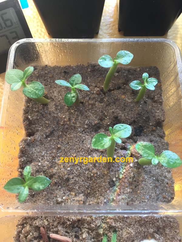 small-desert-roses-seedlings.jpg