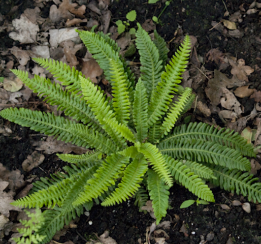 blechnum