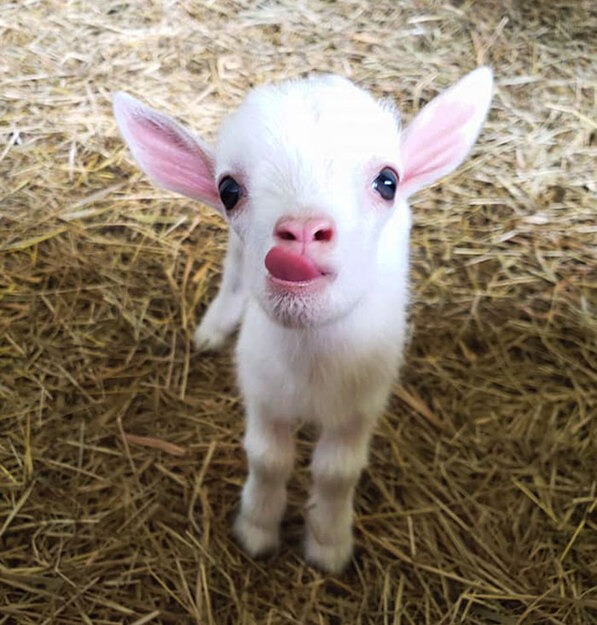 adorable-baby-animals-pics-96-66282377371fe-700.jpg