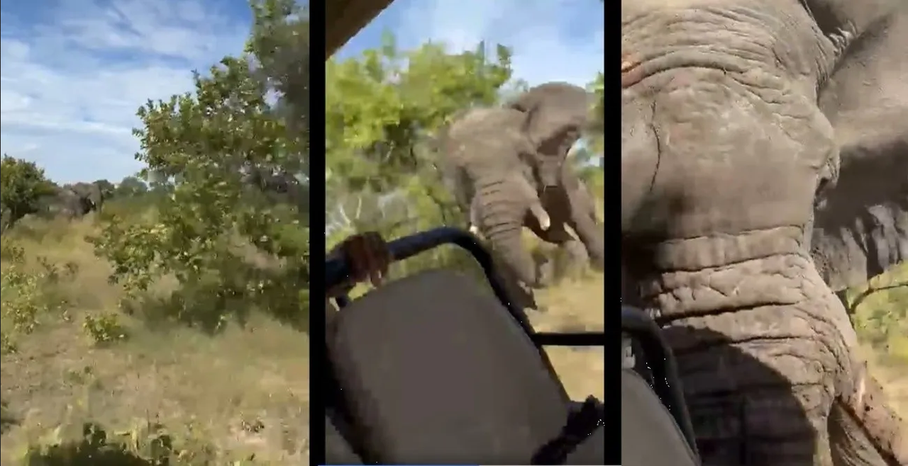 Muere mujer tras ataque de elefante en paseo en Zambia: Video