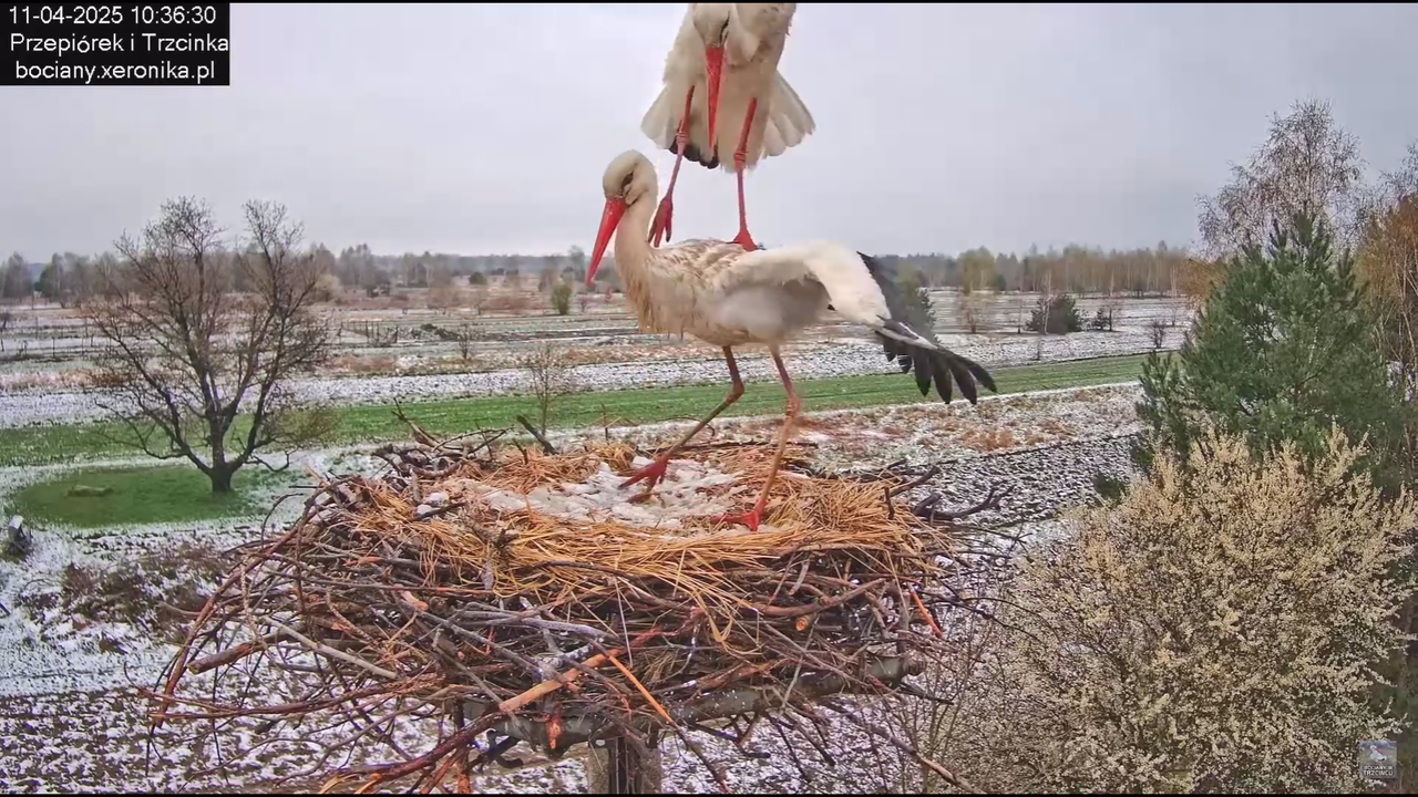 11042025bociany_13