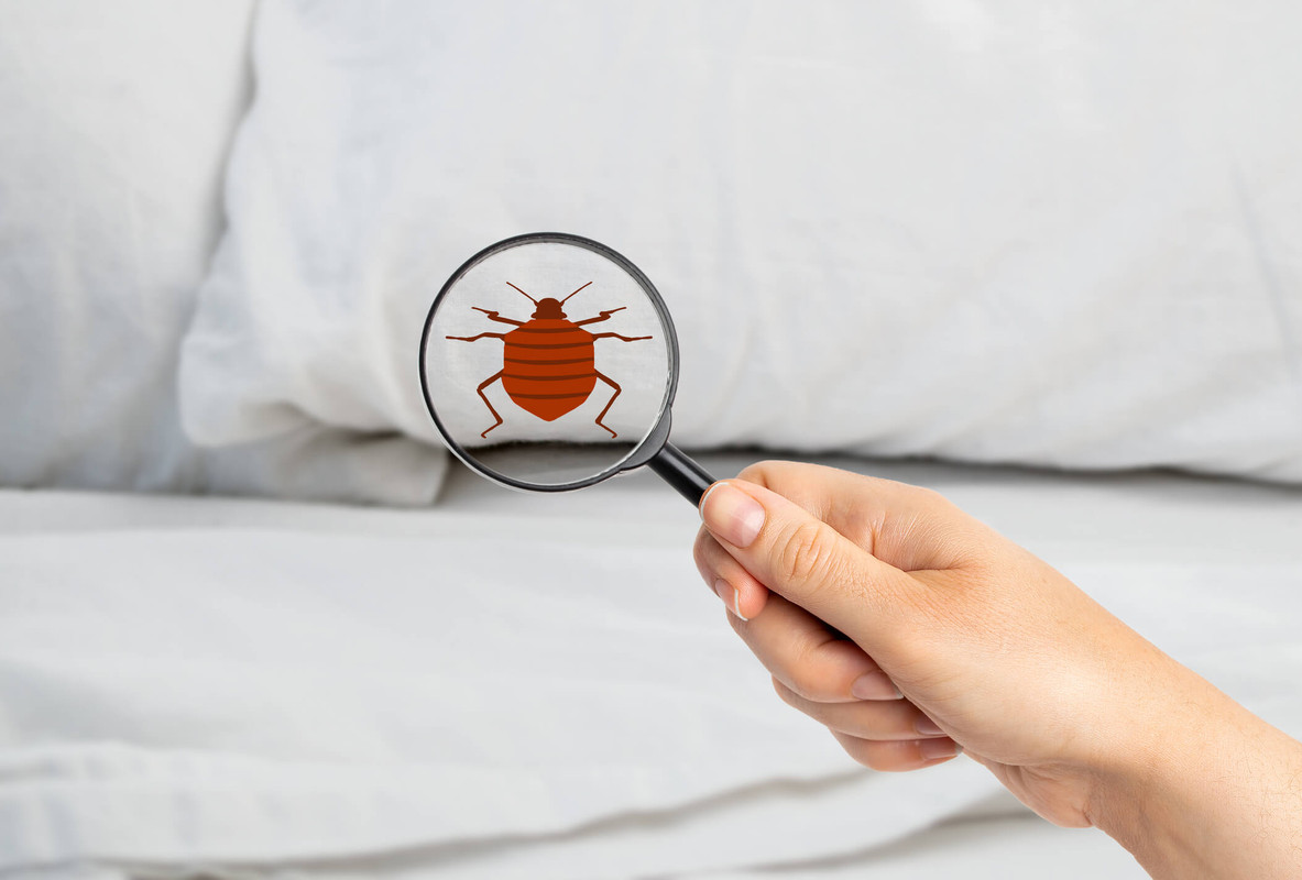 Orlando bed bug treatment
