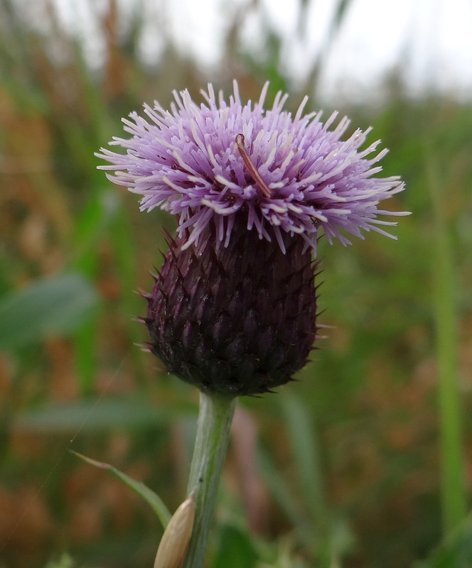 THISTLE 4 010924