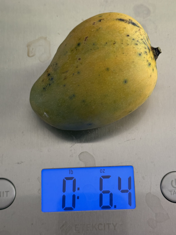 Mango ST 6 22 26