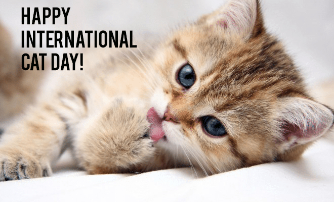 international-cat-day-2024.jpg